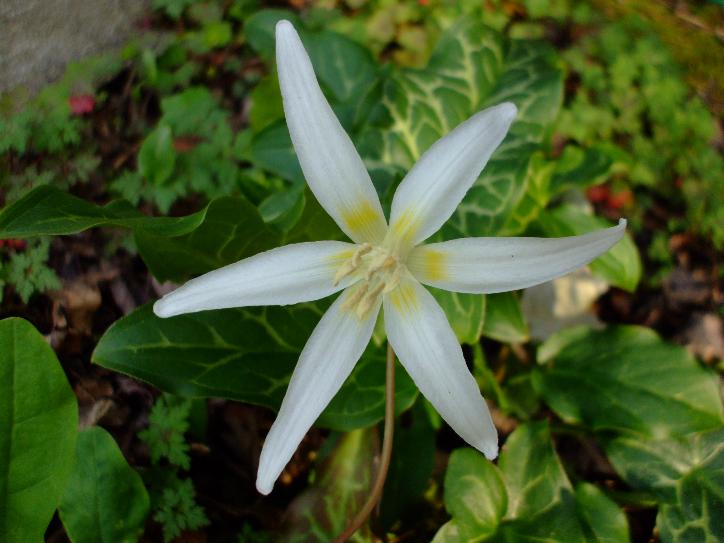 Erythronium citrinum